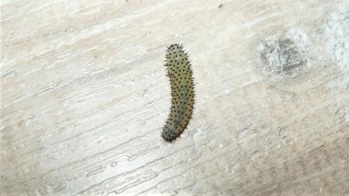 Periclista albida